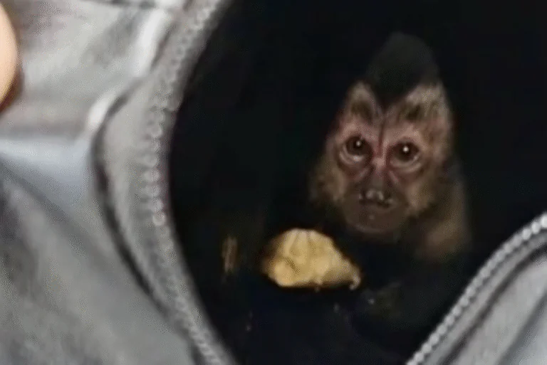 Ação prende casal que capturou macaco-prego no Parque Nacional da Tijuca