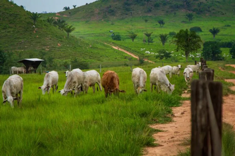Ao menos 6 milhões de cabeças de gado no Pará estão irregulares entre indiretos