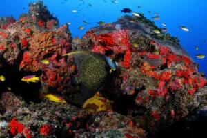Brasil está entre os dez países líderes em projetos com créditos de biodiversidade