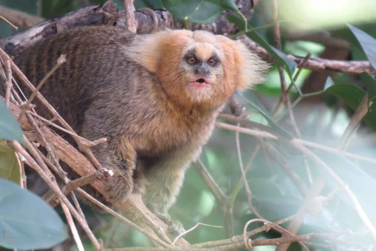 Brasil tem 34 espécies de primatas ameaçadas de extinção