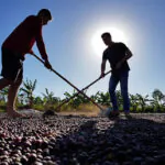 Cafezais das Matas de RO sequestram mais carbono do que emitem