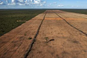 Cerrado perdeu 1.786 hectares de vegetação nativa por dia em 2024, mostra Mapbiomas