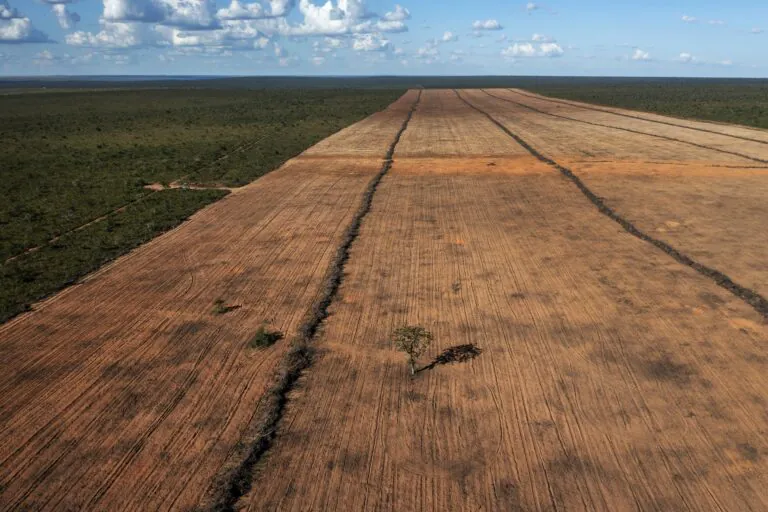 Cerrado perdeu 1.786 hectares de vegetação nativa por dia em 2024, mostra Mapbiomas