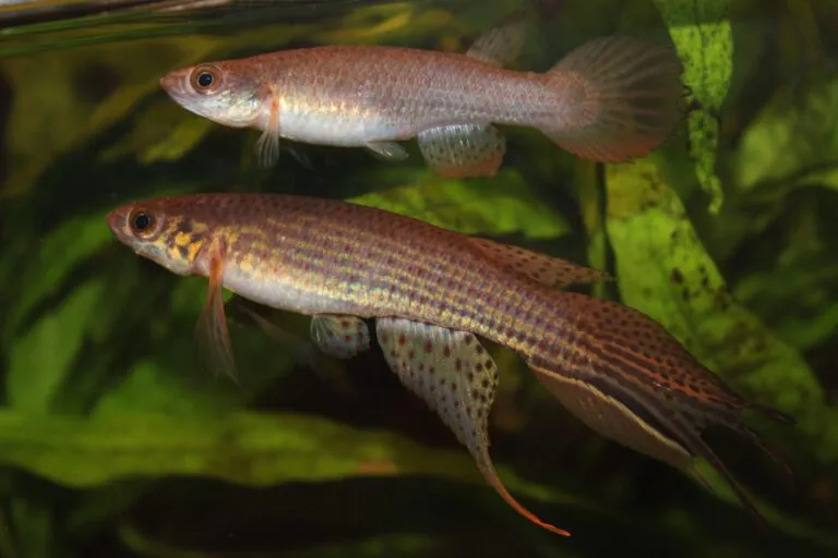 Cientistas descobrem espécie de peixe que vive solitária na Amazônia