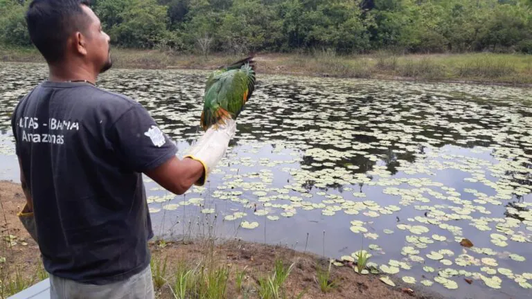 Como criar aves e pássaros de forma legal no Brasil?