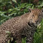 Descubra 6 curiosidades sobre a onça-pintada