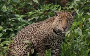 Descubra 6 curiosidades sobre a onça-pintada