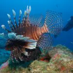 Estudo aponta multiplicação preocupante do peixe-leão no litoral brasileiro