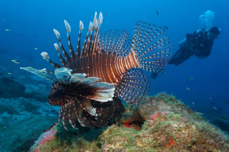 Estudo aponta multiplicação preocupante do peixe-leão no litoral brasileiro