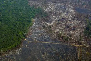 Governo Federal embarga 544 propriedades com ilícitos ambientais em Altamira