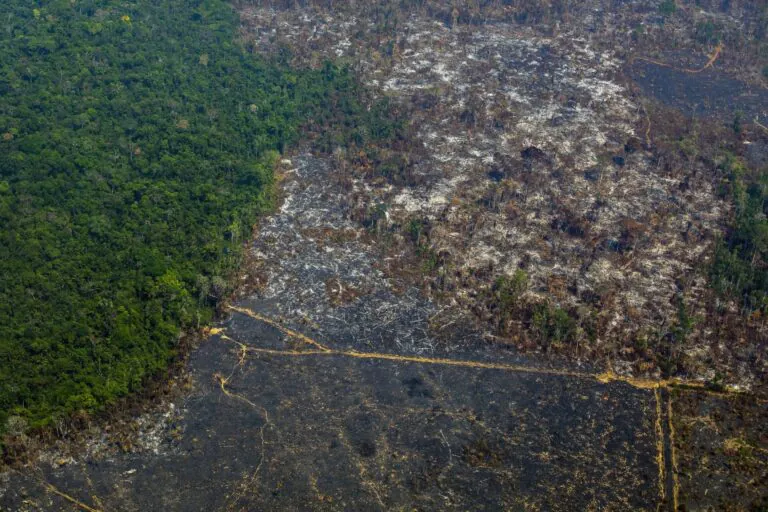 Governo Federal embarga 544 propriedades com ilícitos ambientais em Altamira