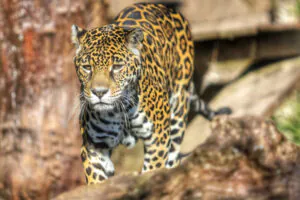 Guardiã do equilíbrio ecológico: importância da onça-pintada