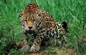 Onça ou jaguar? Conheça a origem do nome de alguns "primos"