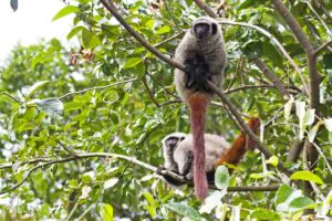 Os dois macacos brasileiros entre os mais ameaçados do mundo