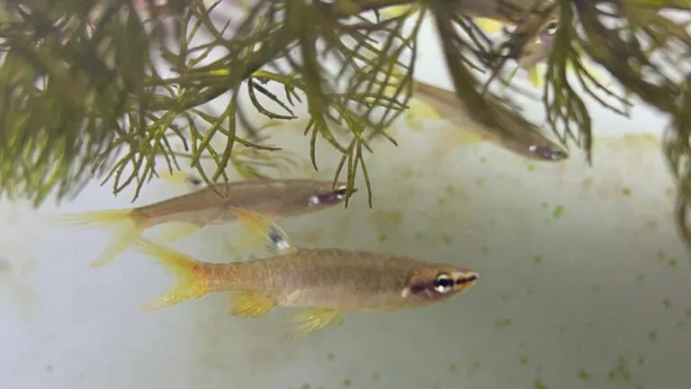 Peixe amazônico põe ovos fora d’água e reproduz em estações chuvosas