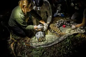 Pesquisadora brasileira ganha prêmio internacional por trabalho com onças-pintadas