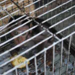 Plataforma aborda tráfico de animais em três países