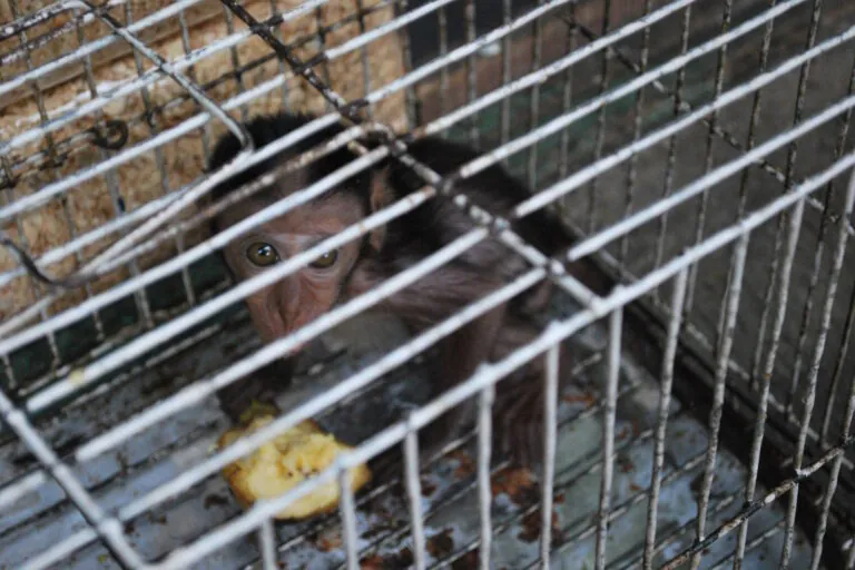 Plataforma aborda tráfico de animais em três países