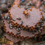 Própolis de abelha nativa da Amazônia cicatriza feridas