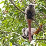 Two Brazilian monkeys among the world’s most endangered