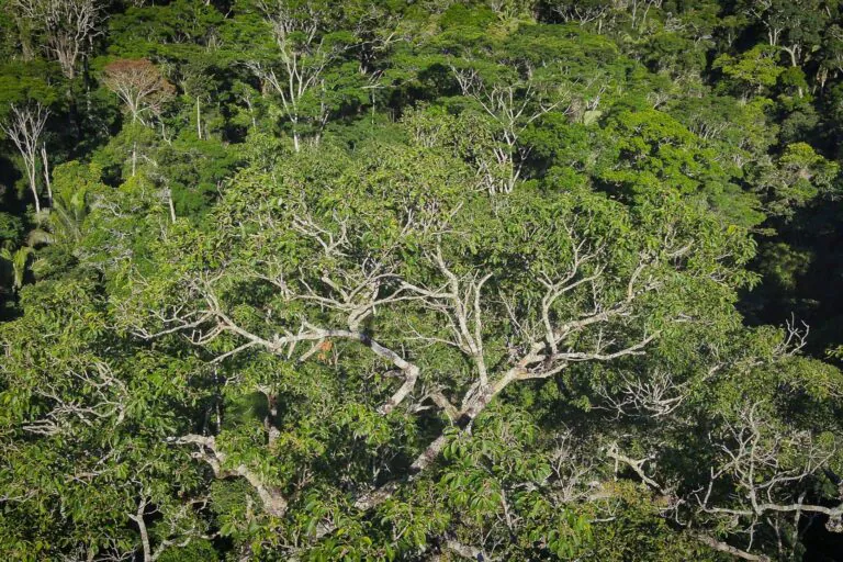 Um jequitibá de 65 metros: conheça a maior árvore viva da Mata Atlântica