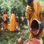 agricultores e indígenas conservam floresta amazônica