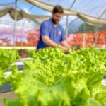 produtor usa técnica de plantio sem uso do solo