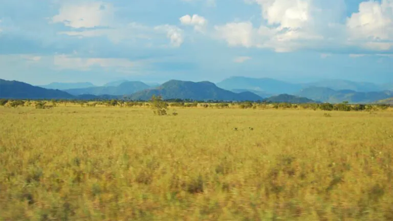As savanas amazônicas são parte integrante do “bioma” Amazônia brasileiro –2: As savanas amazônicas