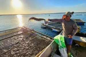 Aquicultura na Amazônia é ferramenta para combater mudanças