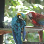 Araras reforçam biodiversidade no Bosque Rodrigues Alves