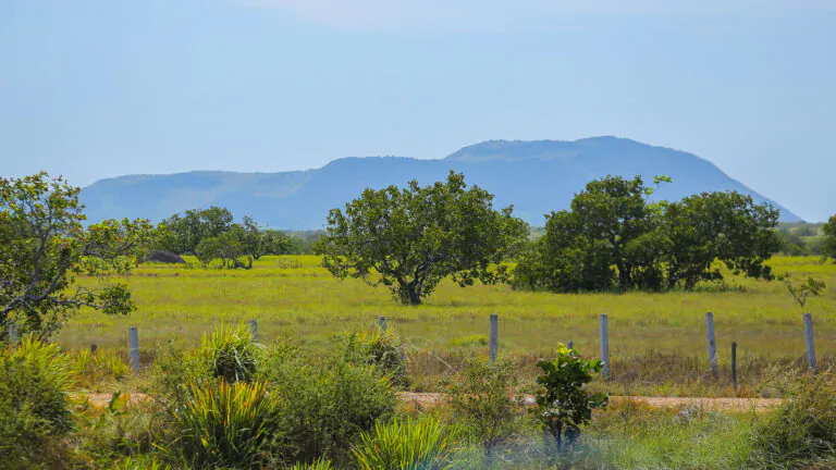 As savanas amazônicas são parte integrante do “bioma” Amazônia brasileiro –1: Introdução e resumo da série