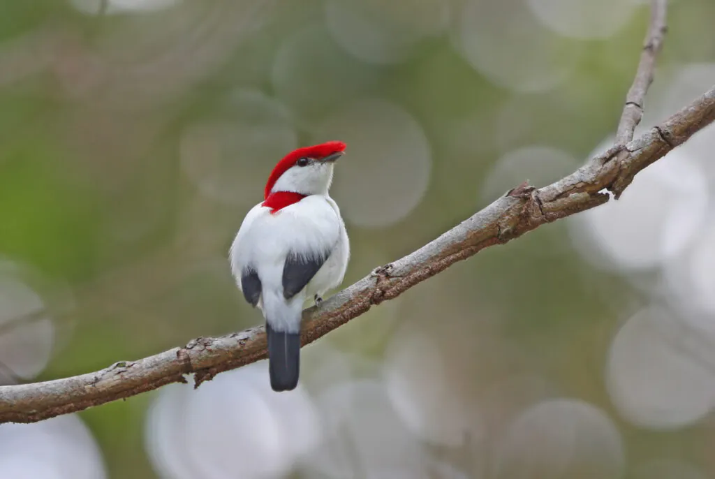 Ave criticamente em perigo de extinção, soldadinho-do-araripe ganha um refúgio