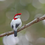 Ave criticamente em perigo de extinção, soldadinho-do-araripe ganha um refúgio