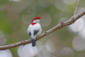 Ave criticamente em perigo de extinção, soldadinho-do-araripe ganha um refúgio
