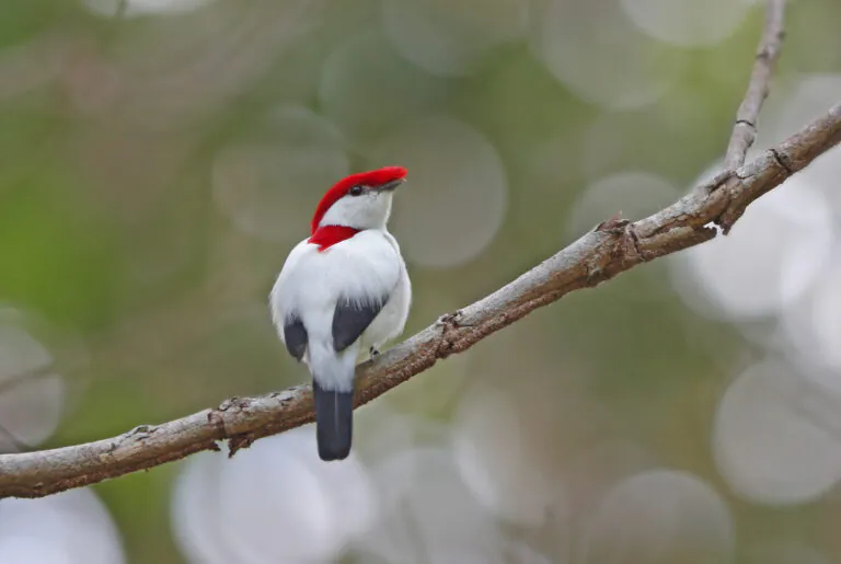 Ave criticamente em perigo de extinção, soldadinho-do-araripe ganha um refúgio