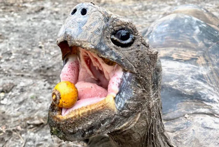 Declínio de animais dispersores de sementes dificulta combate às mudanças climáticas
