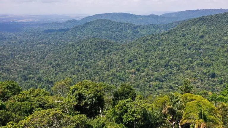 Estudo mensura valores da Amazônia em pé