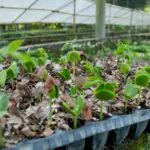 Greenwashing e os desafios da restauração ecológica e da Sustentabilidade Corporativa