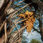 Licuri, a coroa da Caatinga