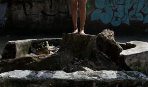 O colapso das árvores em Manaus