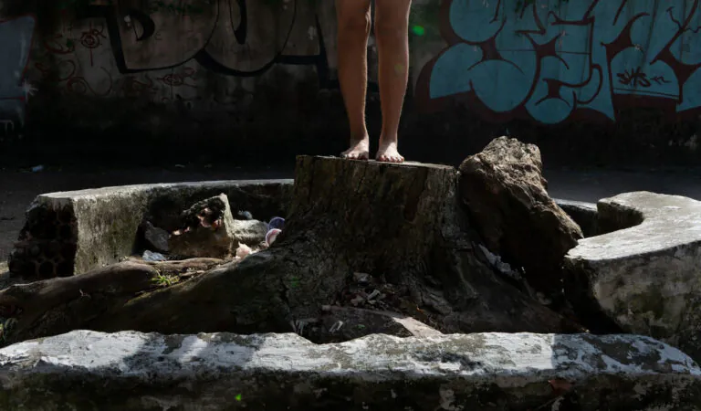 O colapso das árvores em Manaus