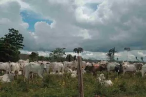 O segredo mais bem guardado da política climática brasileira