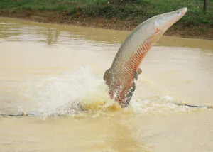 Pesquisador trabalha conflitos em torno do pirarucu em tese