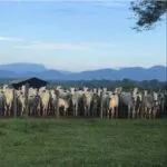 Roraima conquista status de Estado livre de febre aftosa