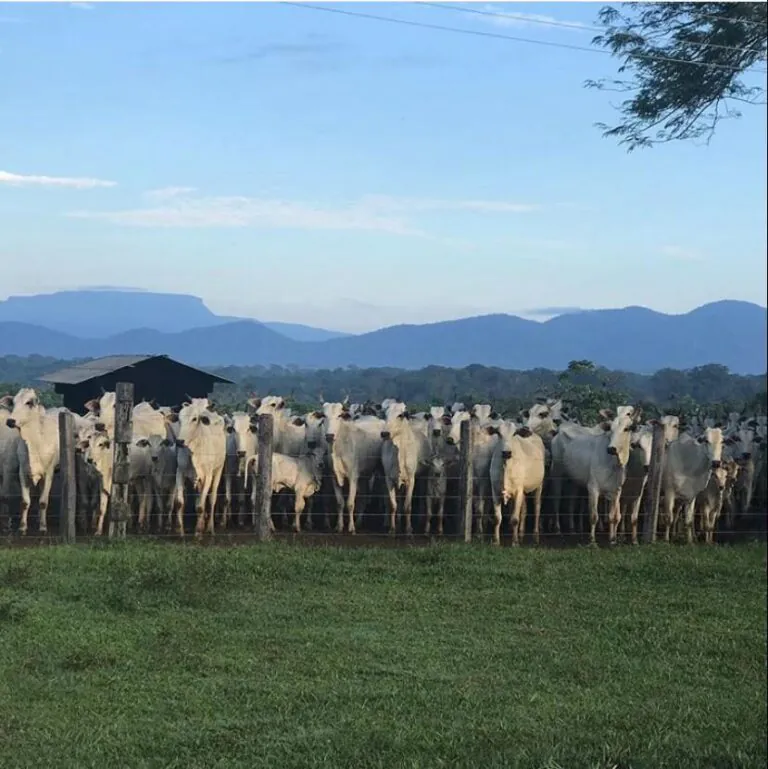 Roraima conquista status de Estado livre de febre aftosa