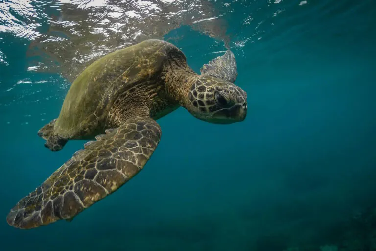 Rotas de tartarugas marinhas podem ganhar proteção internacional