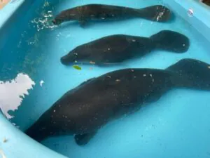 Três nomes disputam votação para filhotes de peixe-boi; veja