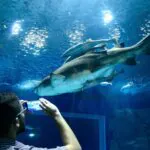 Zoos e aquários podem investir mais em conservação, aponta ong