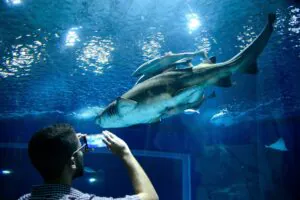Zoos e aquários podem investir mais em conservação, aponta ong