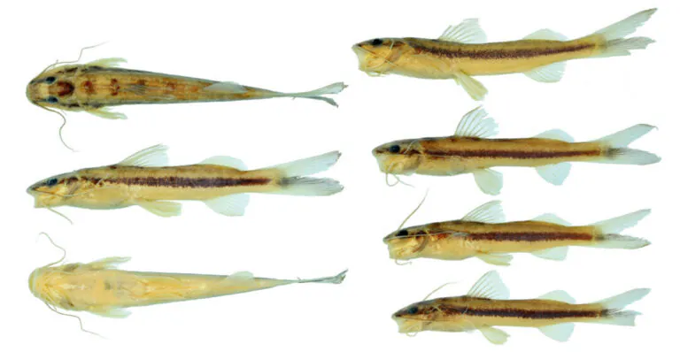 Nova espécie de bagre é descoberta na bacia do rio Xingu